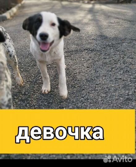 Щенки в парке им очень нужен дом