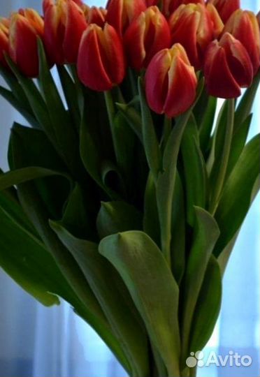 Тюльпаны, заказать букет из Тюльпанов с доставкой