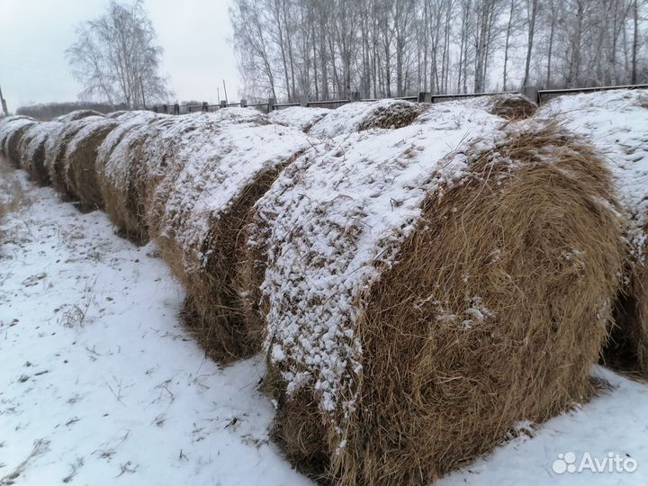 Продам сено в рулонах