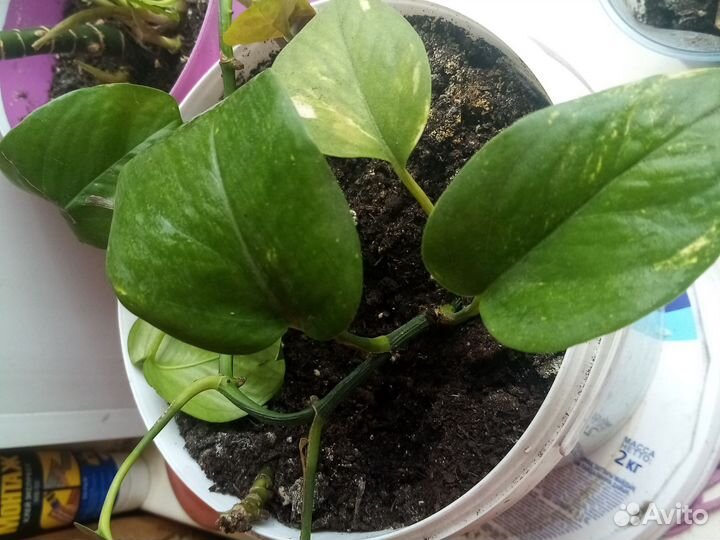 Кротон и цветочки