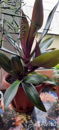 Комнатные цветы