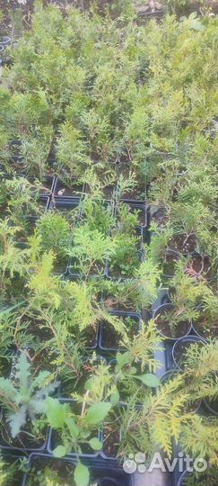 Туя смарагд Брабант саженцы