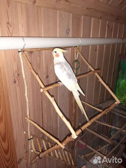 Попугай карелла самец