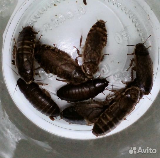 Кормовые тараканы