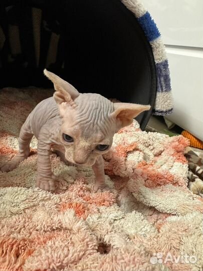 Донской сфинкс