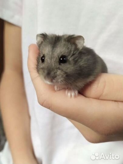 Джунгарский хомяк