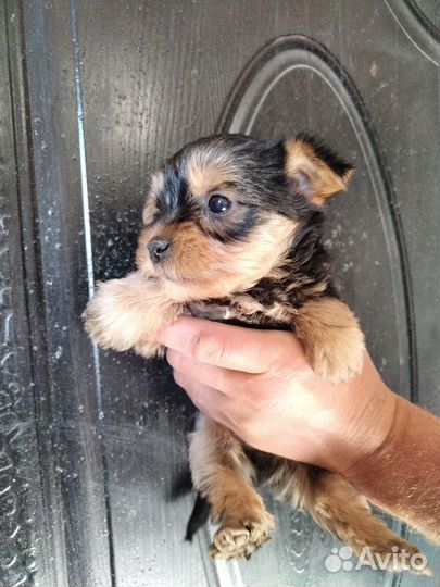 Йоркширский терьер