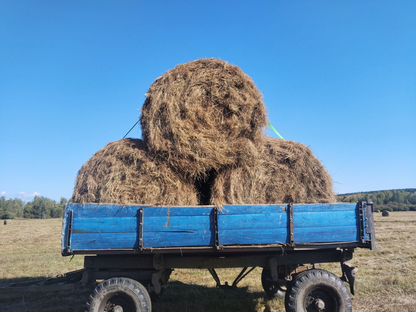 Продам сено в рулонах, Бичура