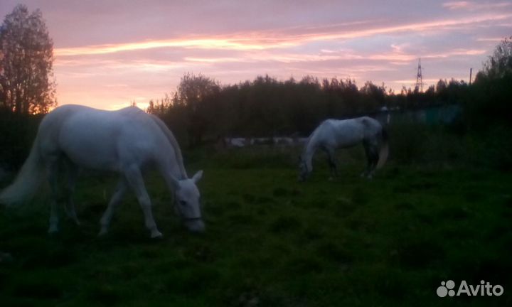 Конский навоз