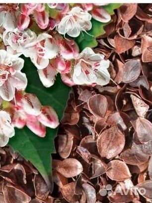 Лузга гречихи