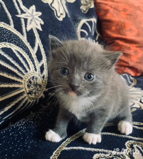 Милые котята