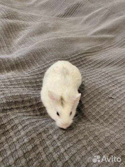 Джунгарский хомяк с клеткой бесплатно