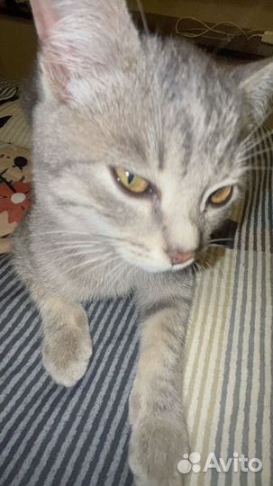 Котенок в дар