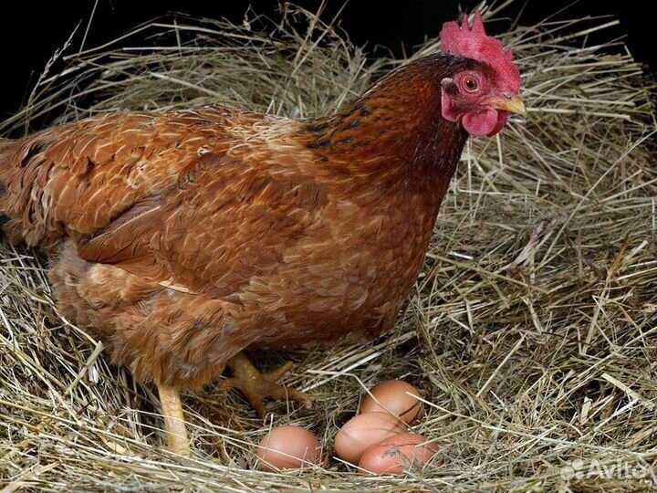 Куры несушки
