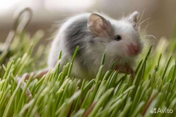 Декоративные мыши