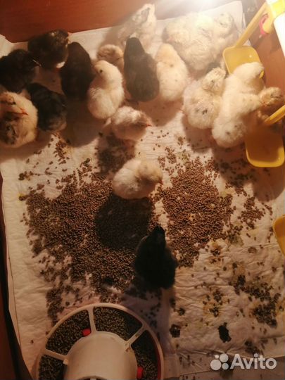 Куры цыплята