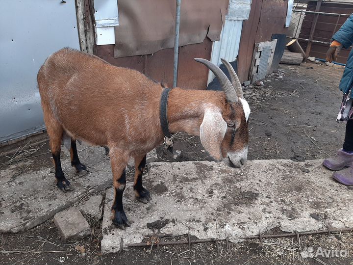 Коза дойная