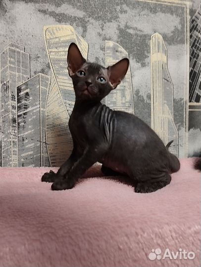 Канадский сфинкс