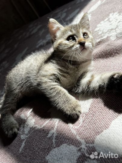 Вислоухий котенок