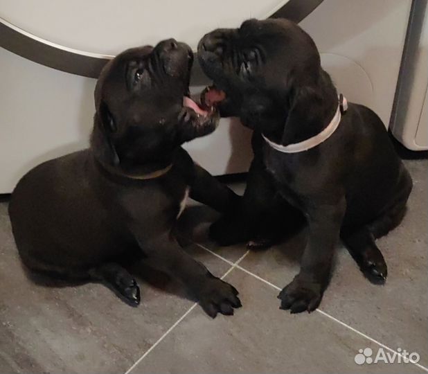 Щенки кане корсо