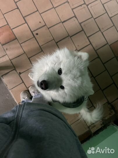 Самоед вязка кобель