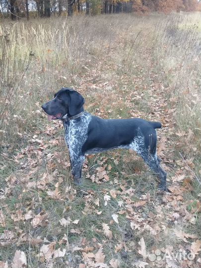 Вязка Курцхаара