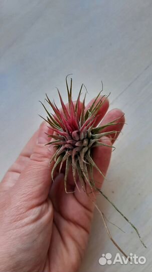 Тилландсии атмосферные