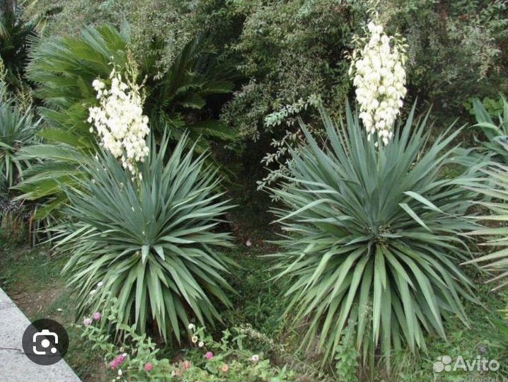 Юкка recurvifolia отогнутолистная