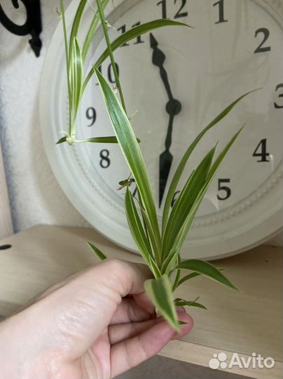 Хлорофитум