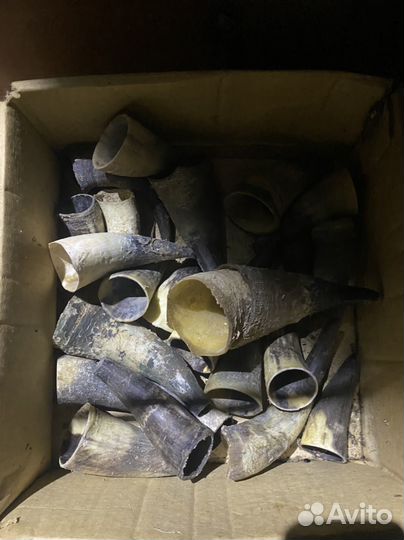 Рога коровы и козьи