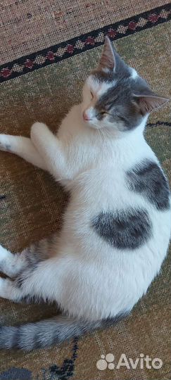 Кошки в добрые руки