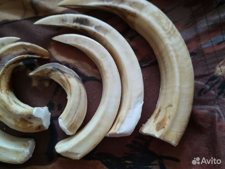 Клыки кабана