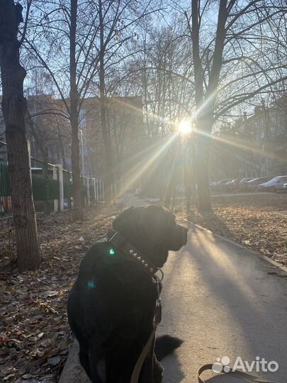 Кобель лабрадора вязка