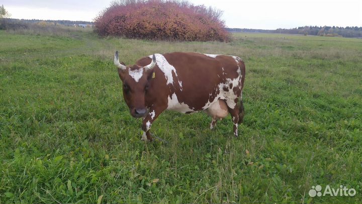 Корова стельная дойная