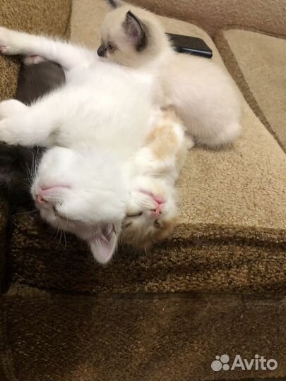 Котята