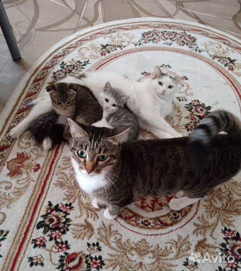 Котята в добрые руки