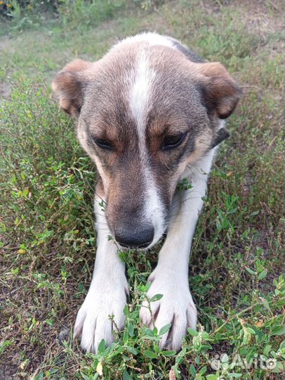 Собака в добрые руки маленькая порода