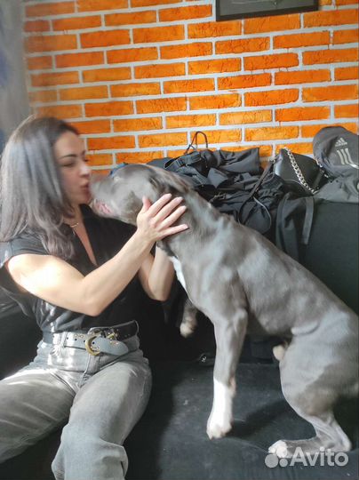 Амстафф вязка