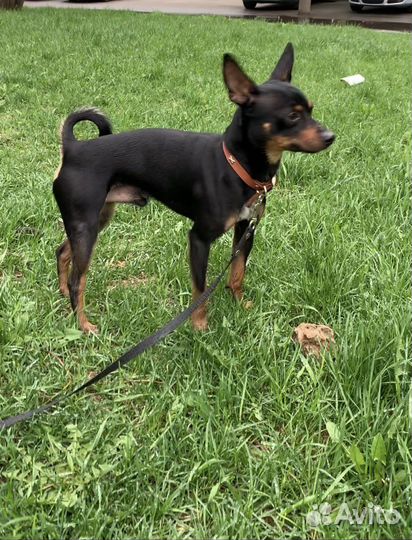 Метиис цвергпинчера мальчик вязка