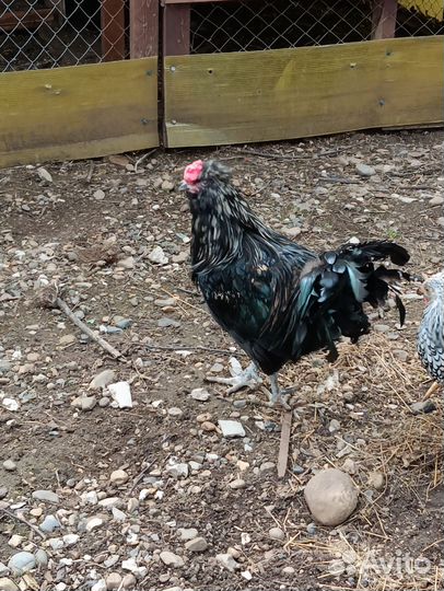 Петух породы Китайская шелковоя