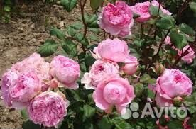 Роза шраб Элоди Госсини