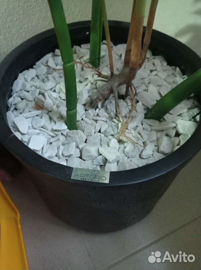 Монстера кошпо, искусственное растение