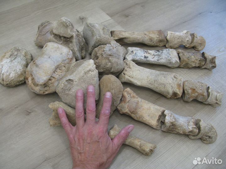 Мамонт, кости стопы №2