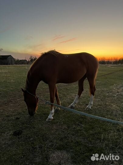 Буденновская лошадь