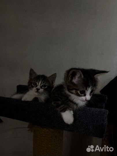 Котята