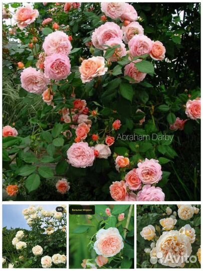 Кустовые плетистые розы саженцы