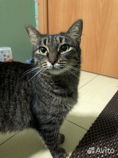Кошка в добрые руки в дар бесплатно из приюта