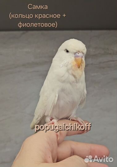 Волнистые попугаи получехи птенцы