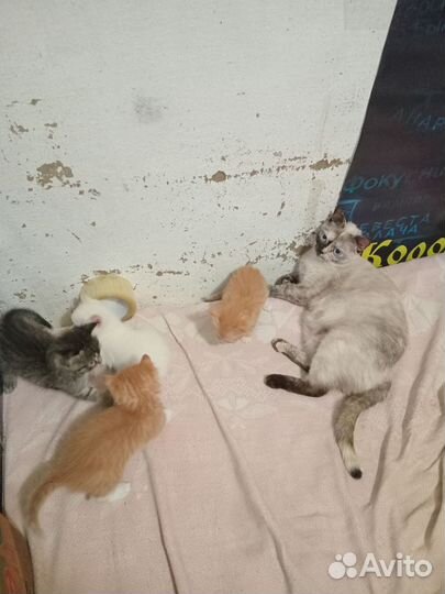 Котята в добрые руки