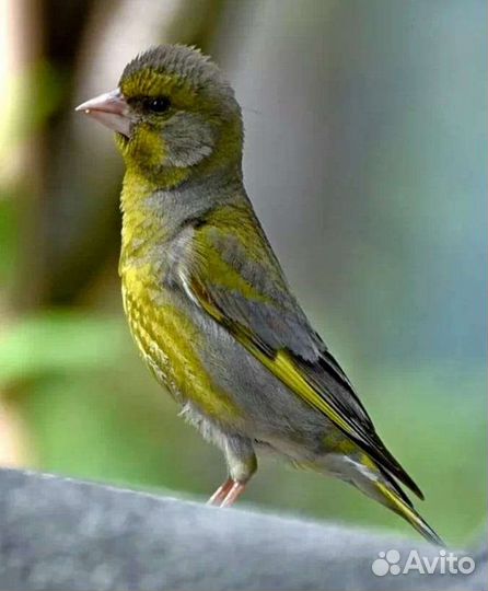 Птички певчие